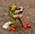 frog-1339892_1920